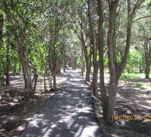 Im Palmenhain an FV-2 in Costa Calma