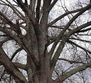 Naturdenkmal Lutherlinde