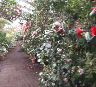 Flora und Botanischer Garten