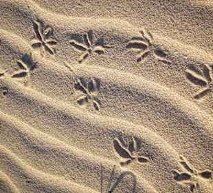 Spuren im Dünensand