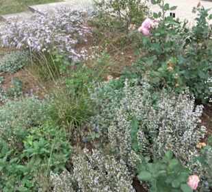 Fuchsien