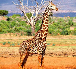 Giraffen in Tsavo