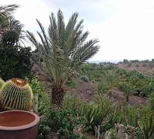 Bild aus dem schönen Oasis Park