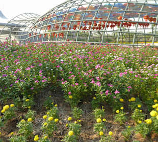 Blumentunnel von der anderen Seite