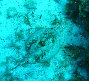 Rochen am Shark Reef Point