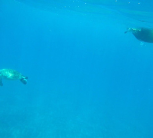 Schnorcheltour mit einer Tauchschule