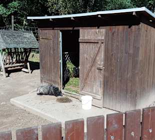 Wildpark Osterzgebirge