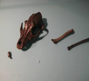 Rheinisches Landesmuseum