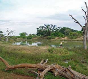 Nicht viel los am Tümpel...