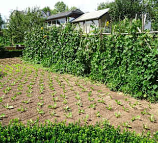 Gemüsegarten im Freilichtmuseum Robbesscheier