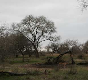 Krüger Park, Cheetah