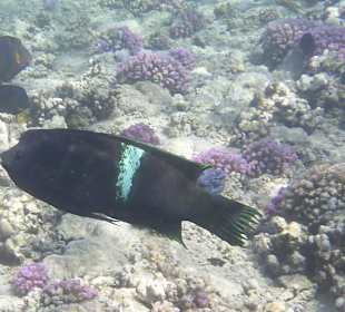 Schnorcheln Brayka Bay Marsa Alam	