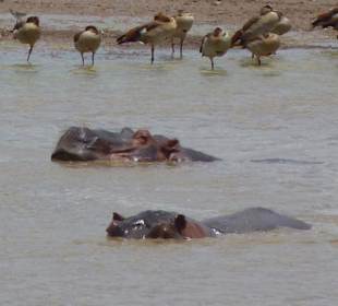 Hippos beim Bade