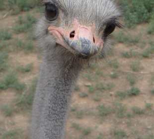 Freundliche Begrüßung in der Straußenfarm