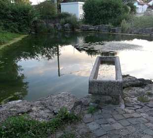 Turnhallen