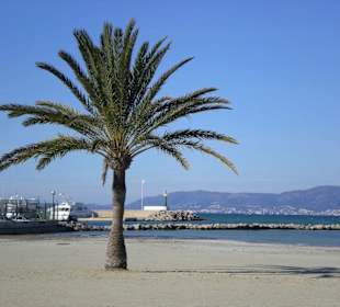 Palmenstrand von El Arenal im Januar