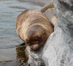Seelöwenbaby