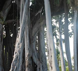 Botanischer Garten in puerto de cruz