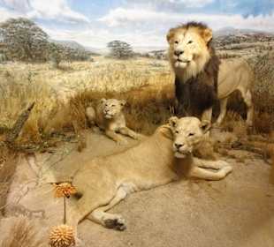 Dioramen aus Afrika im Übersee-Museum