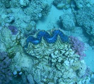 Riesenmuschel am Hausriff Hotel Sol Y Mar Dar El Medina