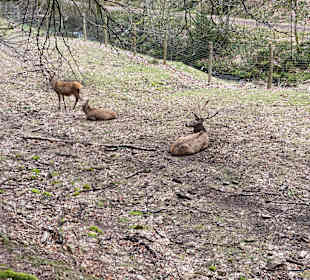 Wandern Bannwald Baiersbronn
