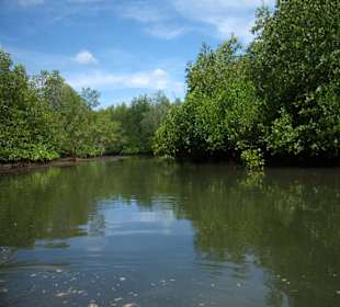 Tour durch die Mangrovenlandschaft