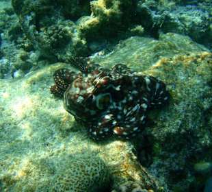 Octopus
