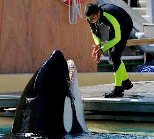 Loro Parque - Orca-Show