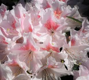 Eindrücke vom Rundgang durch den Berggarten