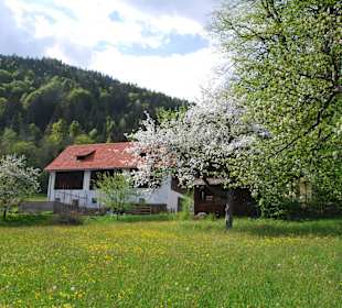 Blütenmeer am Ossiacher See
