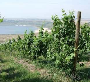 Weinberg Goldener Steiger