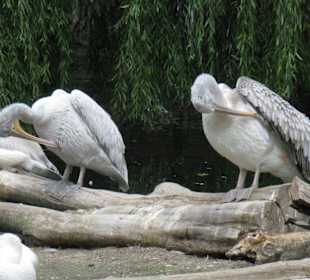 Irgendwie juckt immer das Gefieder