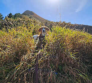 Wandern Ahorn Mayrhofen 