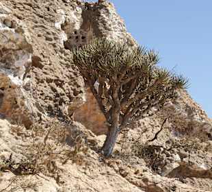 Gebirgsvegetation