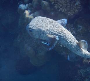 Schnorcheln Marsa Alam