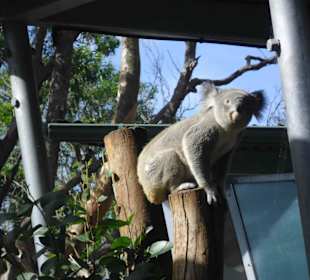 Taronga Zoo