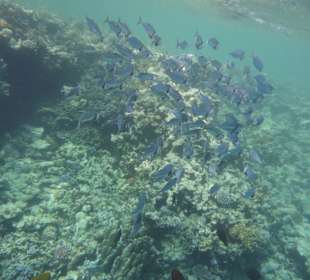 Korallenriff in der Bucht von Abu Dabbab