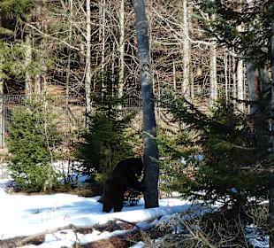 Braunbär