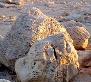 Fossile Korallen