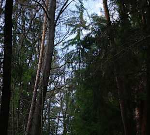 Wald pur