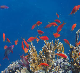 Schnorcheln Abu Dabbab