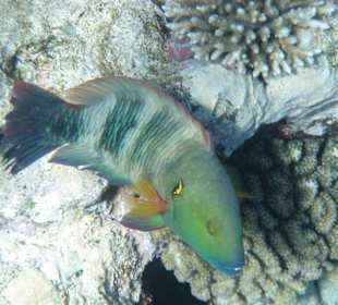Prachtlippfisch nach Zahnarztbesuch, sehr grimmig