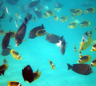 Ein Schwarm bunter Fische