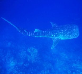 7m groß und kein bisschen müde - Walhai