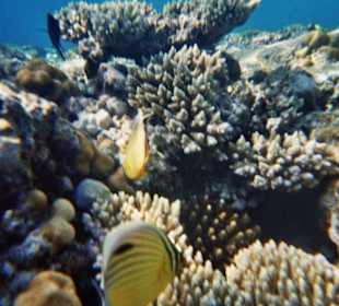 Farbenfrohe Unterwasserwelt