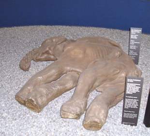 Abguss Mammutbabys Gletschergarten Luzern