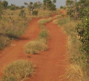 Strasse im Nationalpark