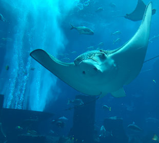 Dubai Aquarium