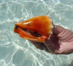 Playa Sirena Muschel