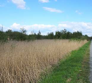 Rundgang um den Bederkesaer See